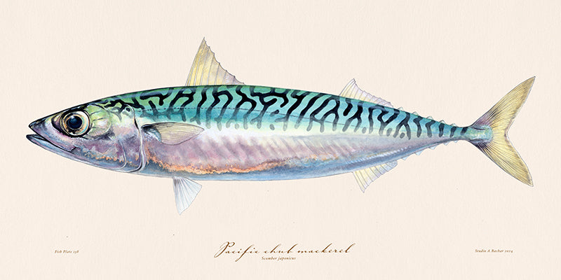 Pacific Mackerel 138