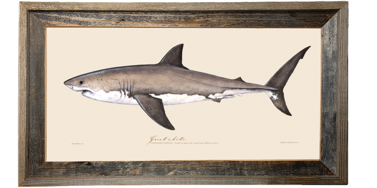Great White Shark 107