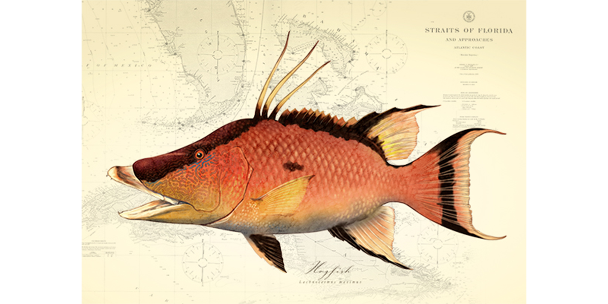 Hogfish Over Nautical Charts