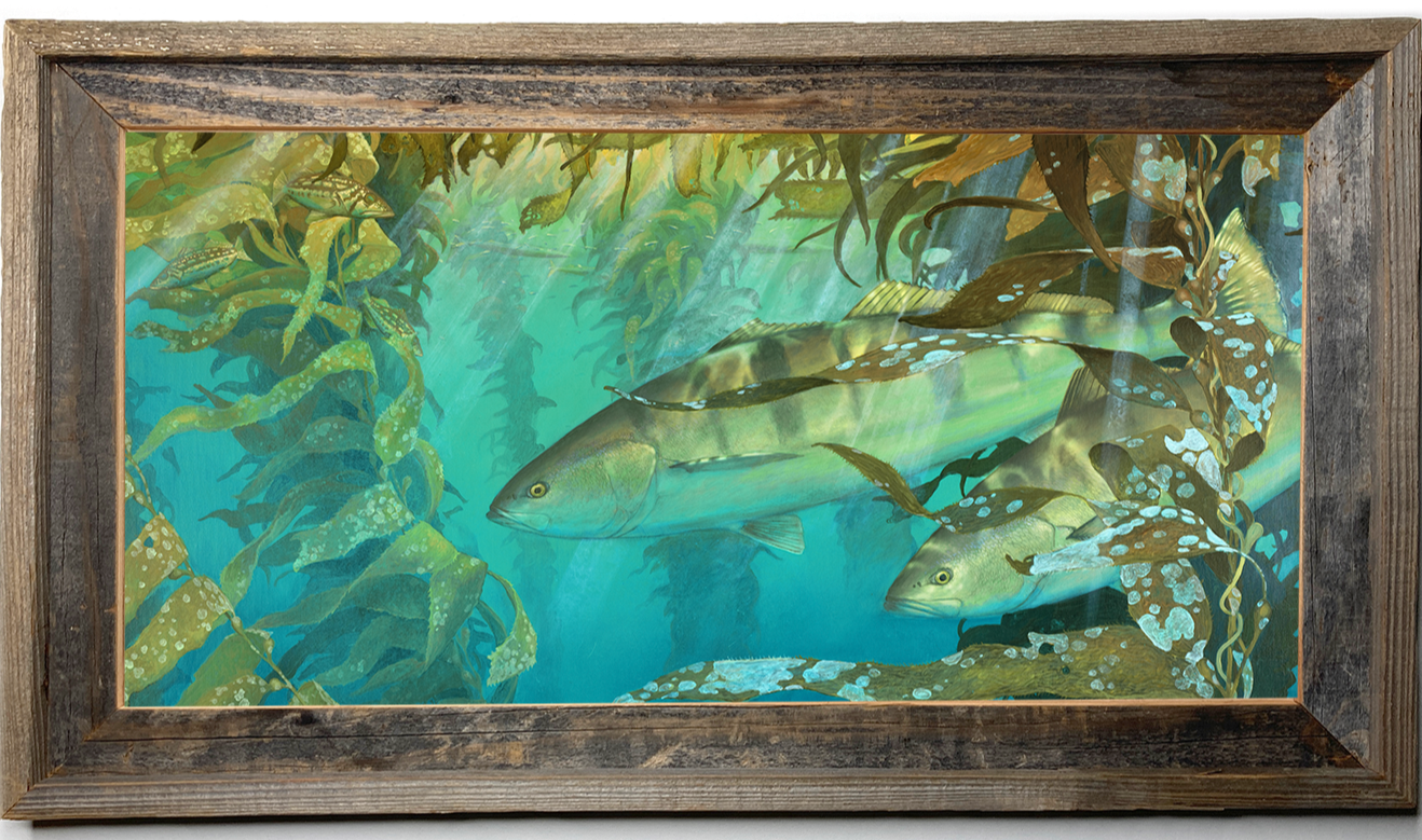 Kelp Room Seabass