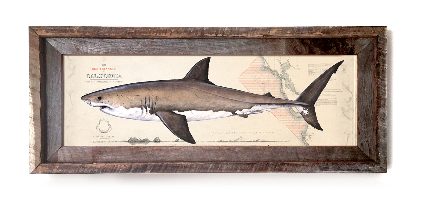 Great white over "The Red Triangle"