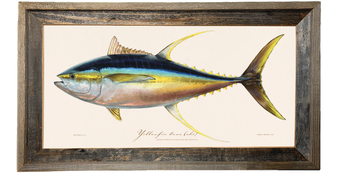 Yellowfin Tuna Illustration 111