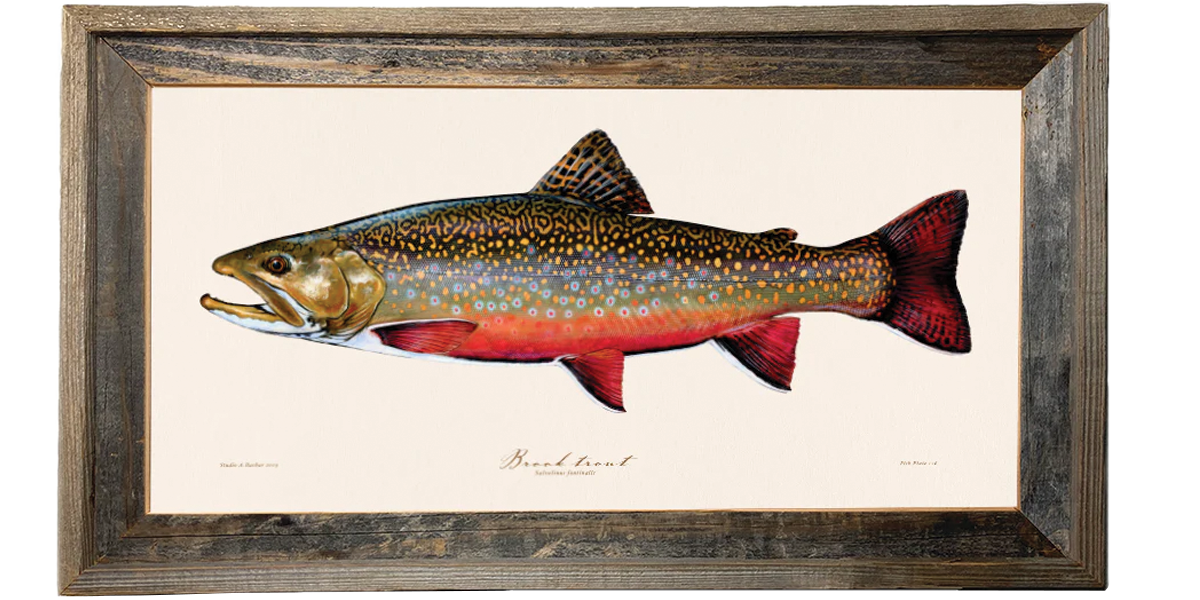 Brook Trout Illustration 126