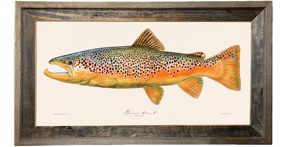 Brown Trout Illustration 128