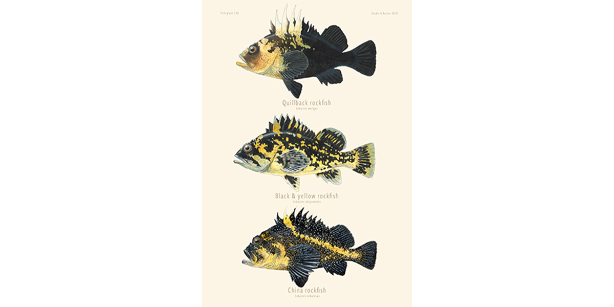 Rockfish  - Quillback, Black & Yellow, China 310