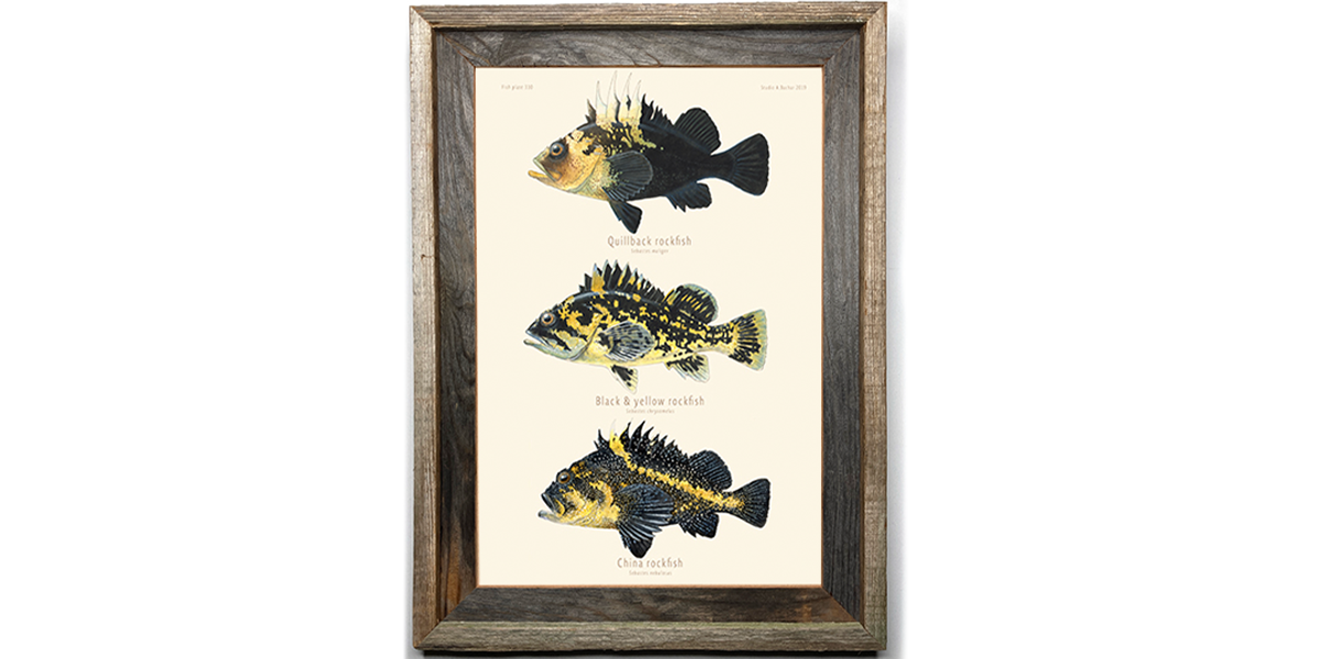 Rockfish  - Quillback, Black & Yellow, China 310