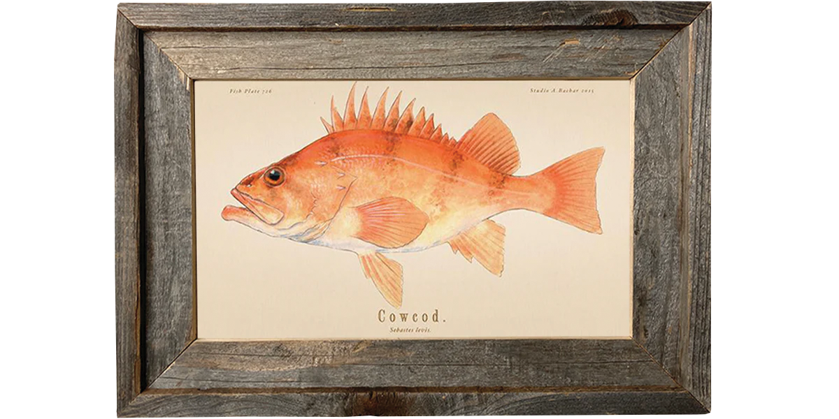 Cowcod 726