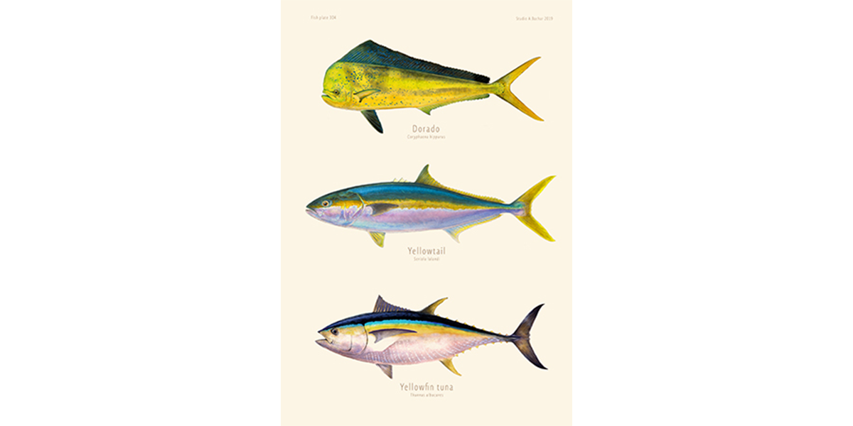 Dorado, Yellowtail, Yellowfin Tuna 304