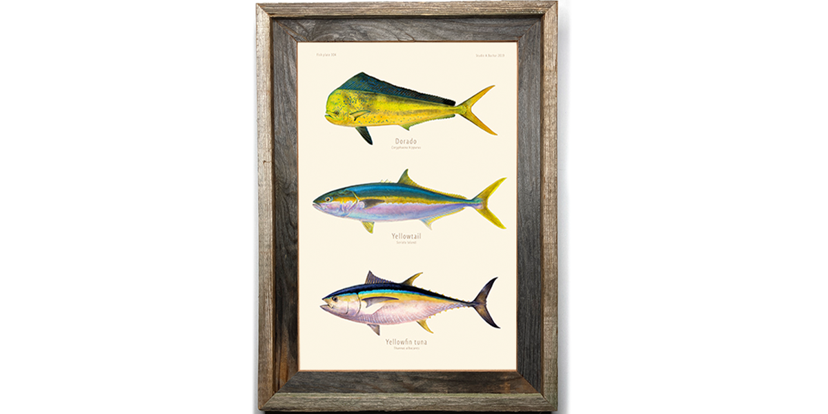 Dorado, Yellowtail, Yellowfin Tuna 304
