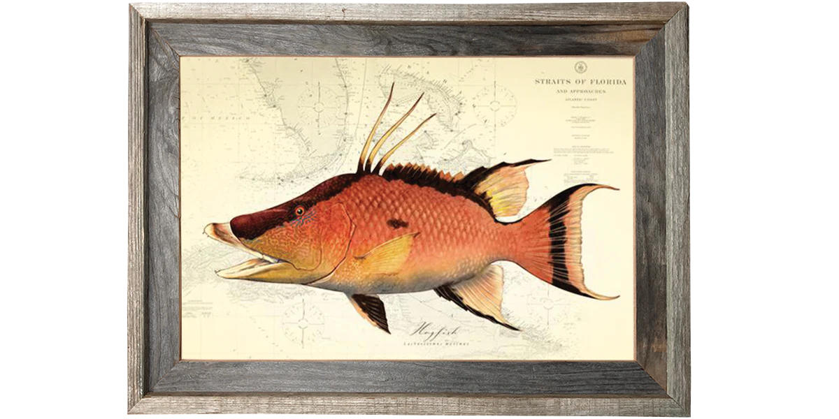 Hogfish Over Nautical Charts