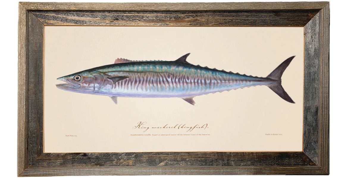 King Mackerel Illustration 104