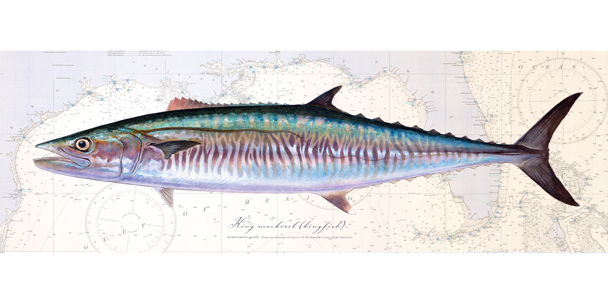 Kingfish Over Nautical Charts