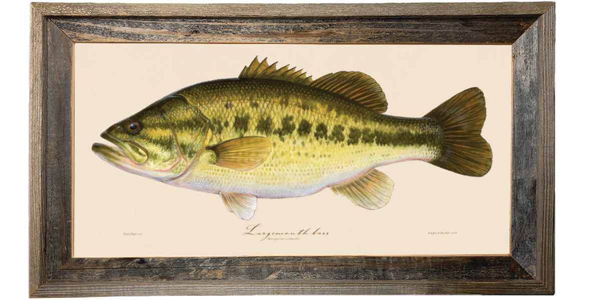 Largemouth bass Illustration 121