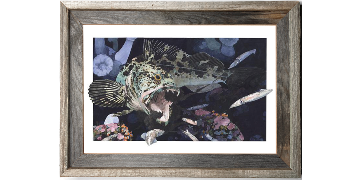 Lingcod Ambushing Squid