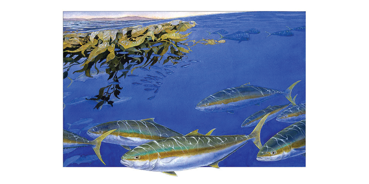 Paddy Yellowtail #1 Fine Art Print (100 editions)