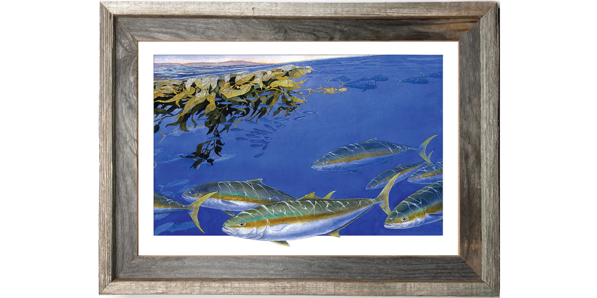 Paddy Yellowtail #1 Fine Art Print (100 editions)