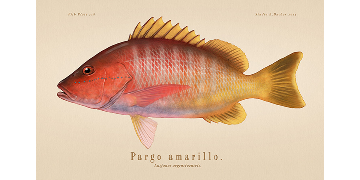 Pargo Amarillo 718