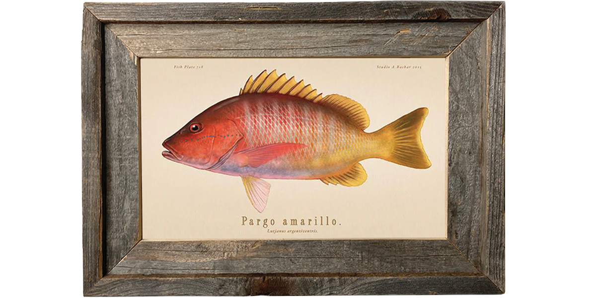 Pargo Amarillo 718