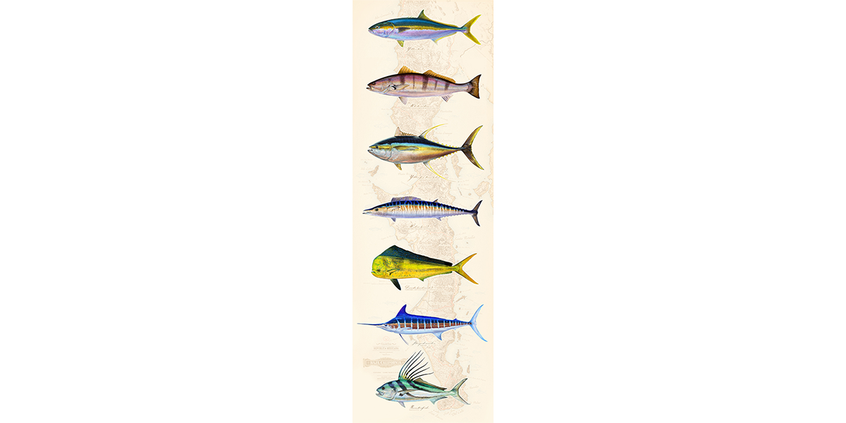 Pelagics over Baja Chart