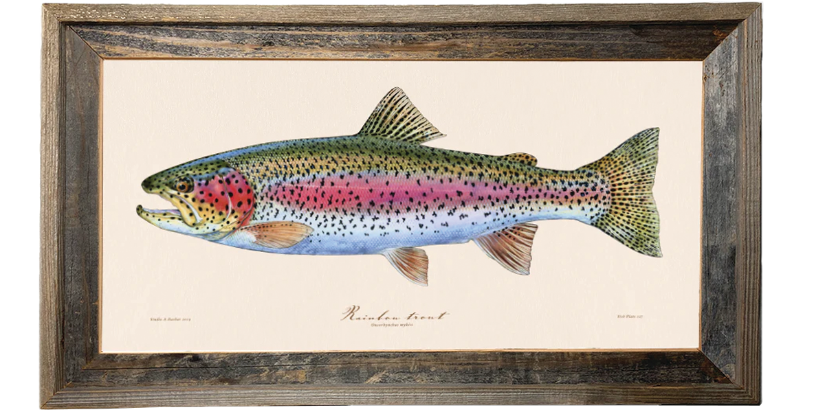 Rainbow Trout Illustration 127