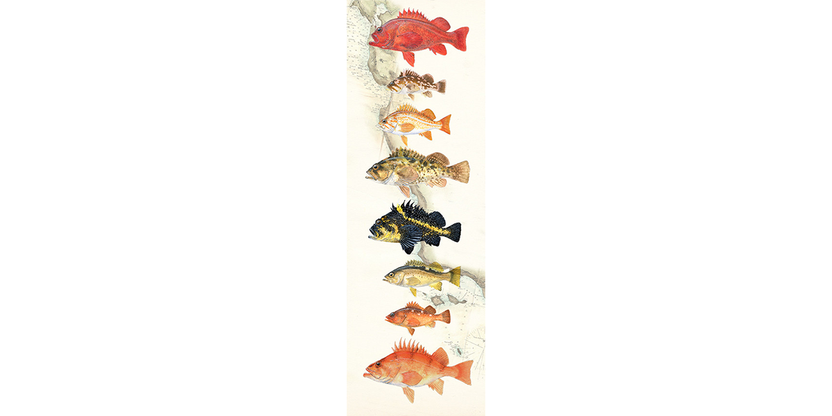 Rockfish Over Nautical Charts