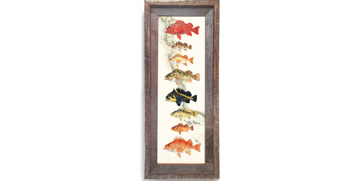 Rockfish Over Nautical Charts