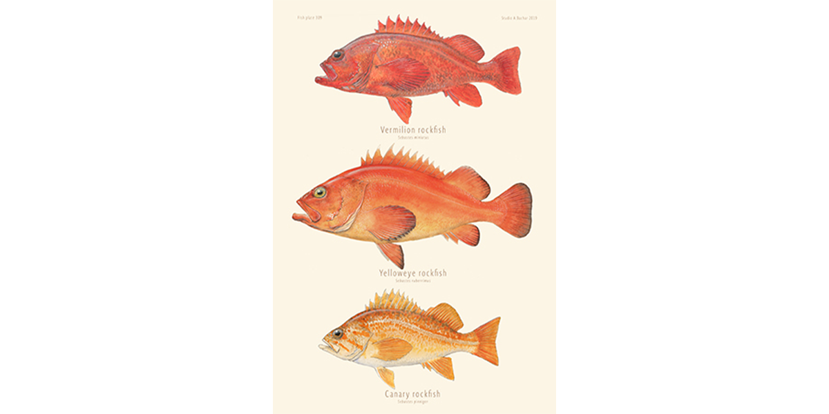 Rockfish - Vermillion, Yelloweye, Canary Art Print 309