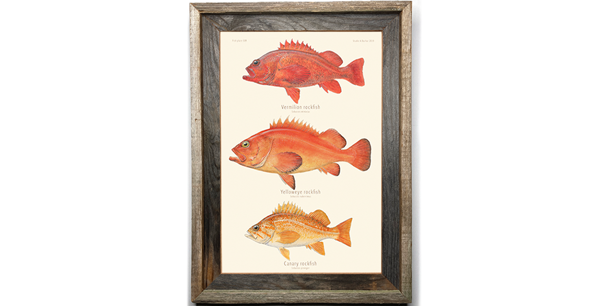 Rockfish - Vermillion, Yelloweye, Canary Art Print 309