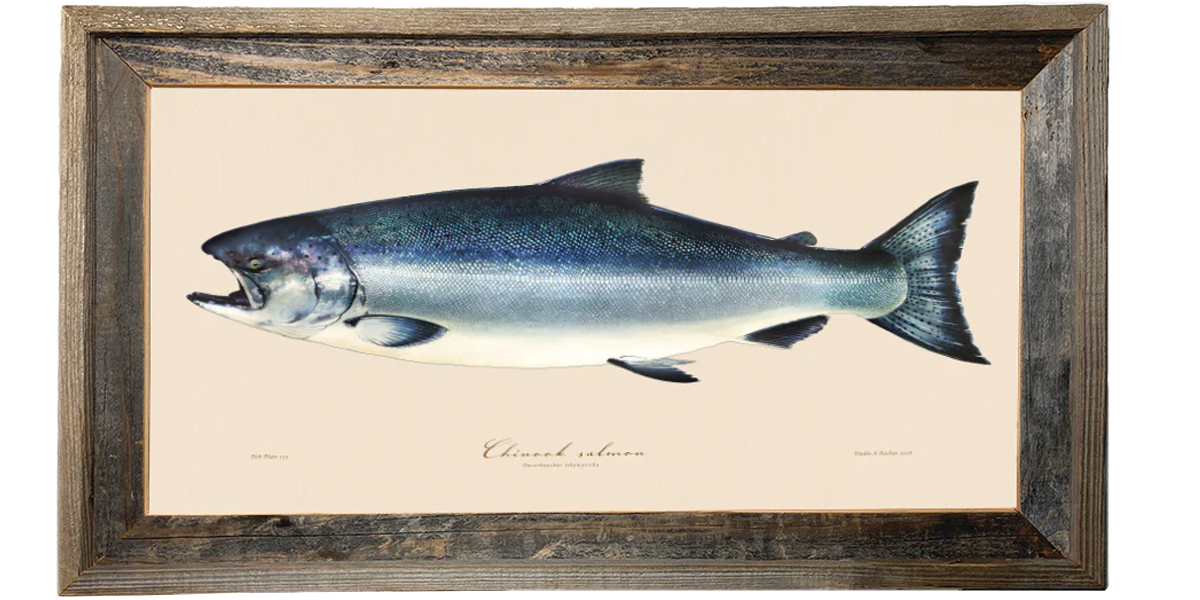 King Salmon Illustration 123