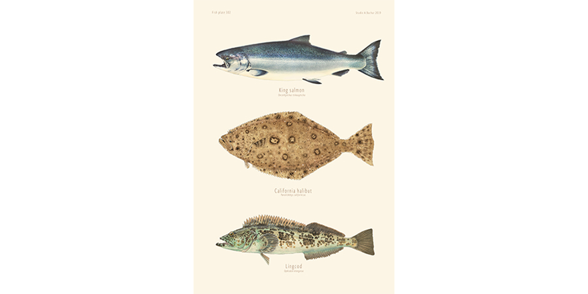 King Salmon, California Halibut, Lingcog 302