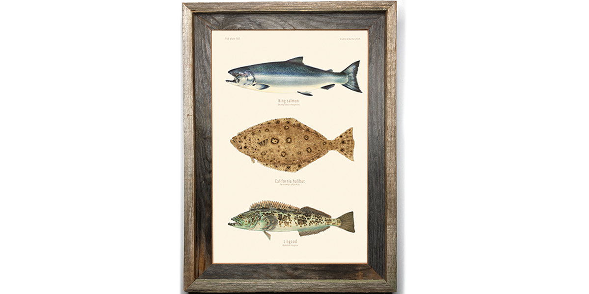 King Salmon, California Halibut, Lingcog 302