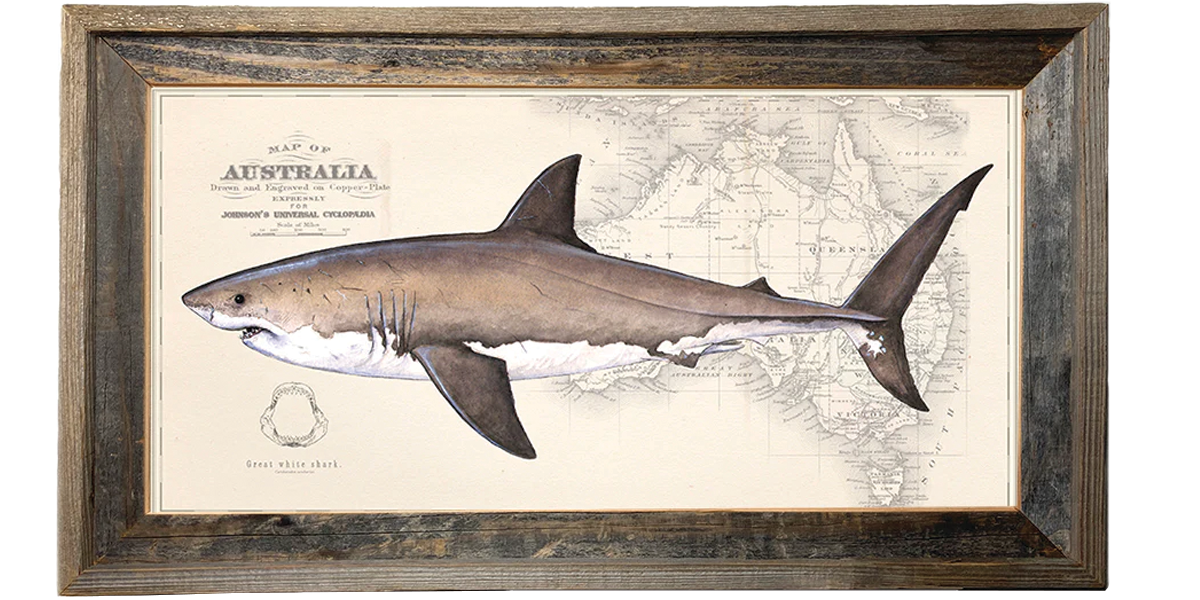 Great White Shark Over Nautical Charts