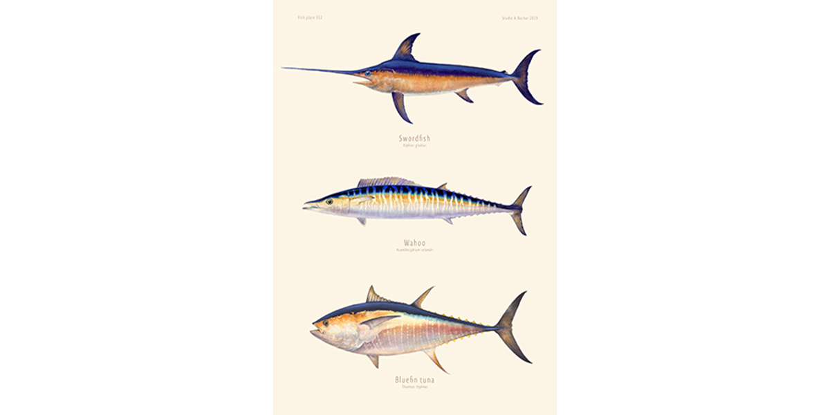 Swordfish, Wahoo, Bluefin Tuna 312