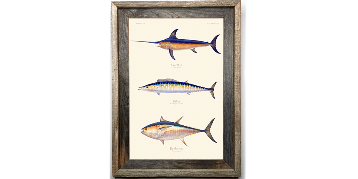Swordfish, Wahoo, Bluefin Tuna 312