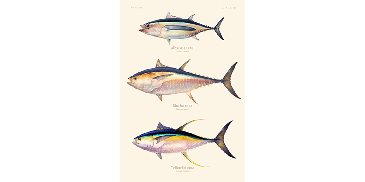 Tuna - Albacore, Bluefin, Yellowfin Artist Print 308