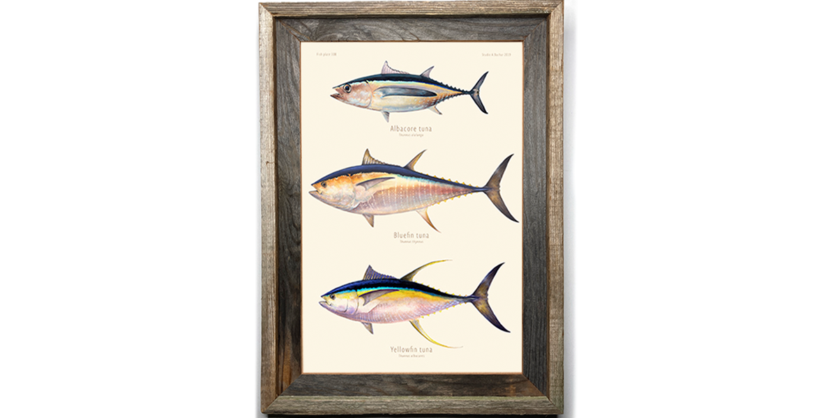 Tuna - Albacore, Bluefin, Yellowfin Artist Print 308