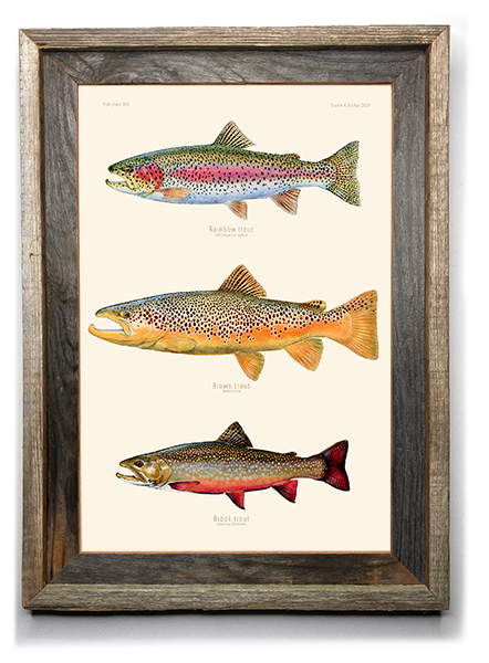 Fish-prints-slam-3-trout-on-1-print-rainbow-brown-brook-trout-fish-illustrations-Abachar-Studio