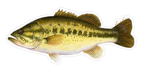 Largemouth Bass - 8"