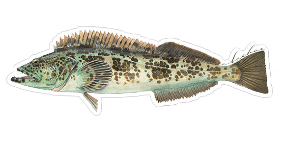 Lingcod - 8.5"