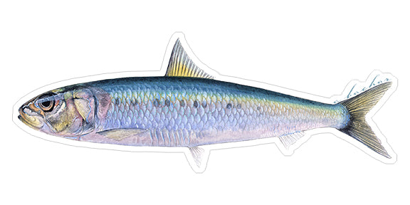 Sardine - 7"