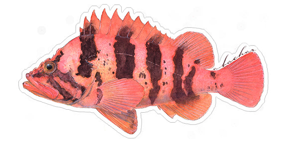 Mini Tiger Stickers (Pack of 5)