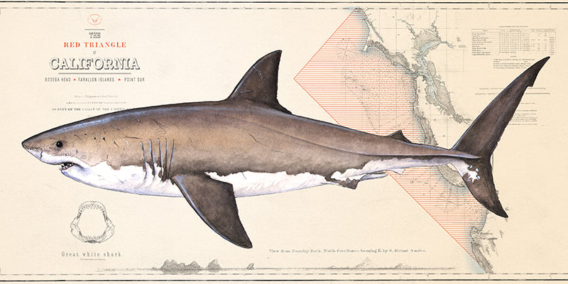 Great White Shark Over Nautical Charts