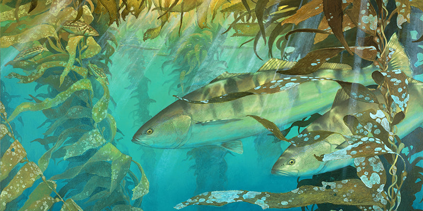 Kelp Room Seabass