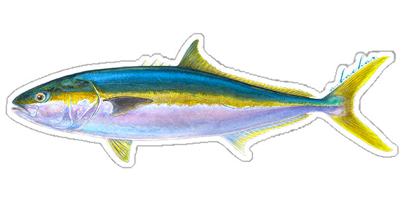 Mini Yellowtail Stickers (Pack of 5)