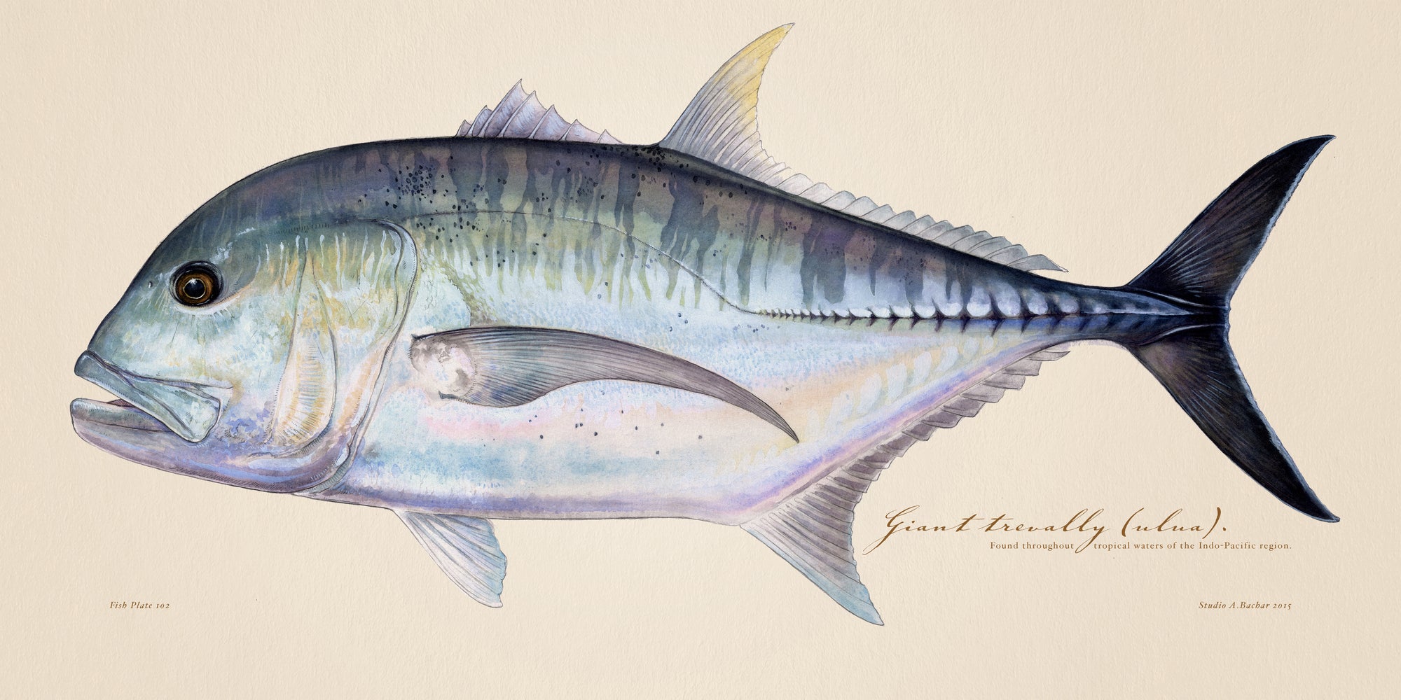 Giant Trevally