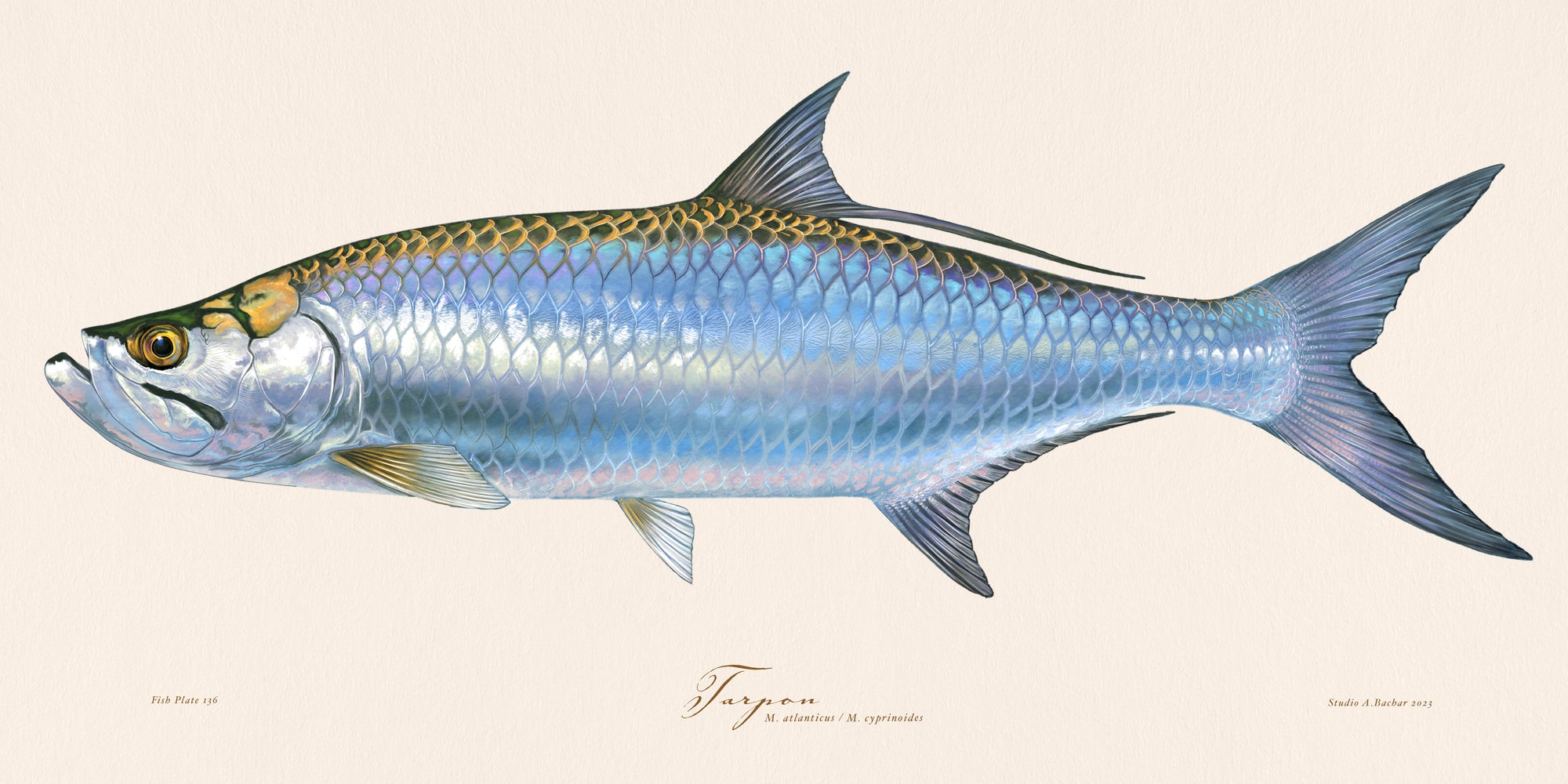 Tarpon Over Nautical Charts