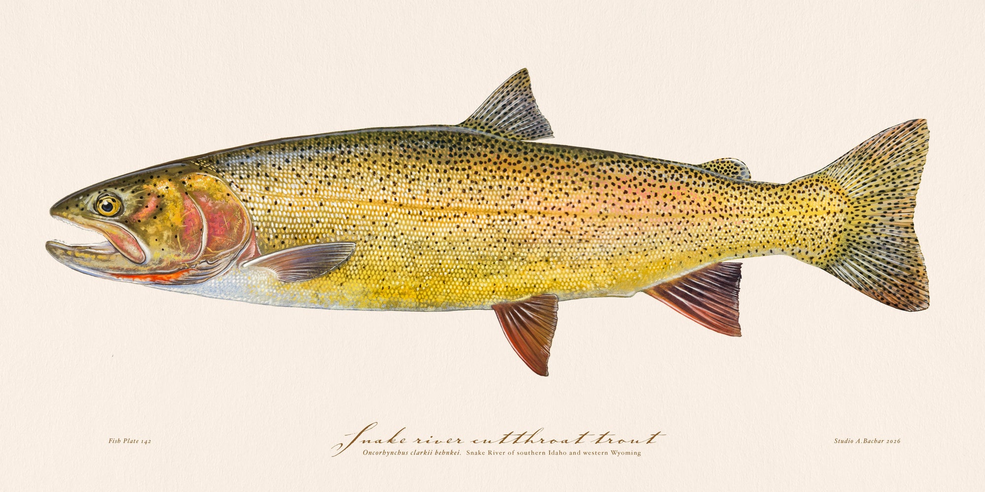 Snake Cutthroat