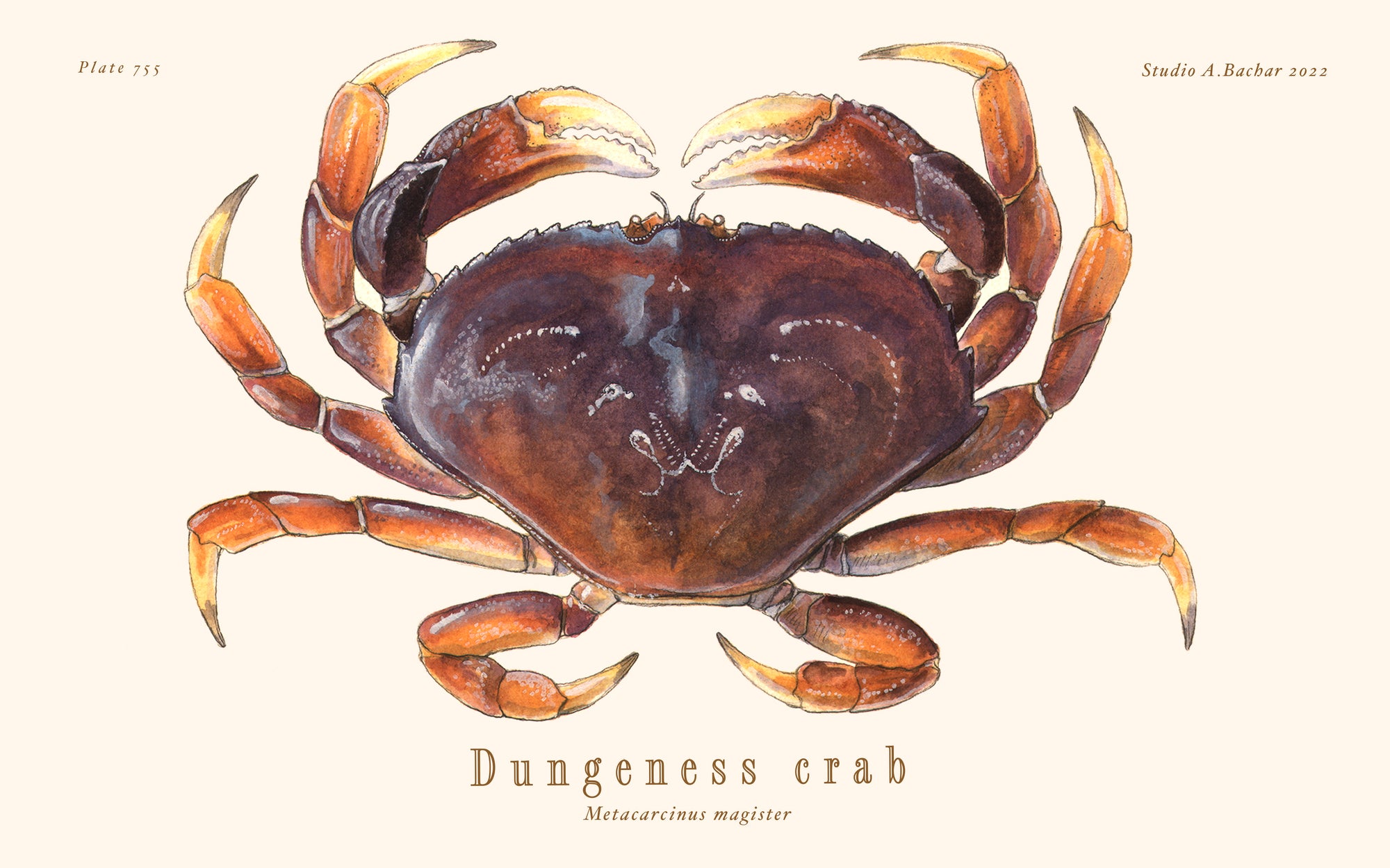 Dungeness Over Nautical Charts