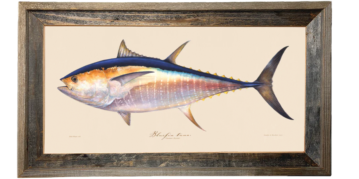 Bluefin Tuna Illustration 118