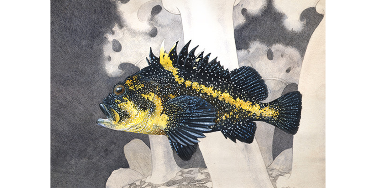 China Rockfish Over Metridium Field